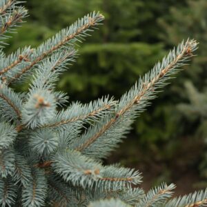 Świerk srebrny Premium | Warszawa