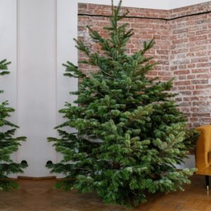 Jodła kaukaska Premium | Warszawa