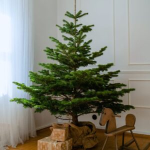 Jodła kaukaska w donicy 100-160cm | Warszawa